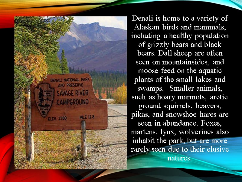 Denali is home to a variety of Alaskan birds and mammals, including a healthy